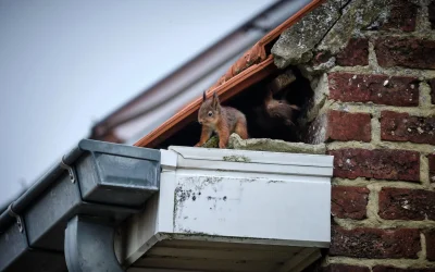 Roofs in Spring: Here’s What to Expect